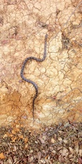 Zamenis scalaris