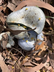 Russulaceae