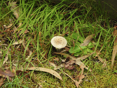 Amanita ochrophylloides