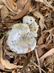 Russulaceae