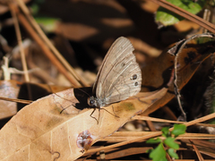 Hermeuptychia sosybius