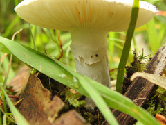 Amanita ochrophylloides