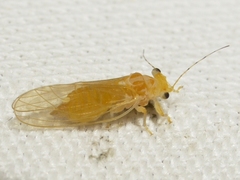 Cacopsylla annulata