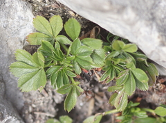 Potentilla caulescens