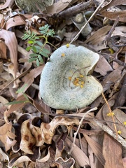 Russulaceae