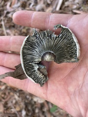 Russulaceae