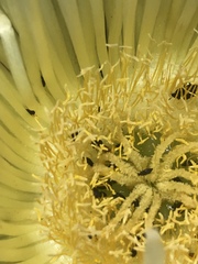 Carpobrotus edulis edulis