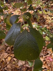 Symplocos paniculata