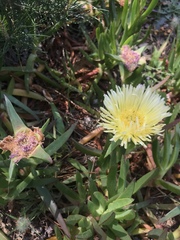 Carpobrotus edulis edulis