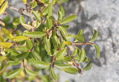 Rhamnus saxatilis