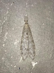 Vella fallax