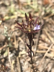 Microcodon glomeratus