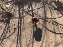 Hygrocybe conicoides