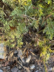 Tephrosia virginiana