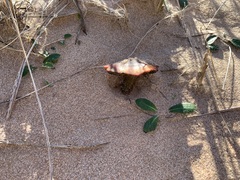 Hygrocybe conicoides