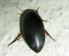 Copelatus