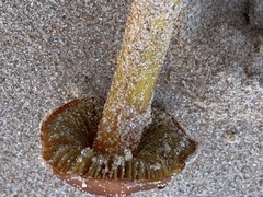 Hygrocybe conicoides