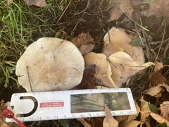 Lyophyllum decastes