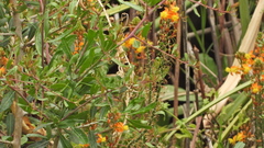 Bulbine
