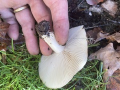 Lyophyllum decastes