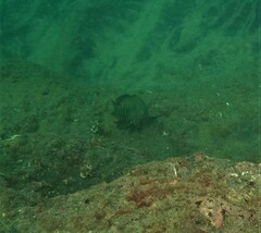 Cephalopholis panamensis