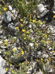 Aspalathus juniperina