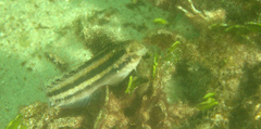 Petroscirtes breviceps