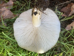 Lyophyllum decastes