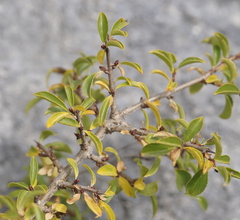Rhamnus saxatilis