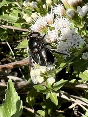 Copestylum violaceum
