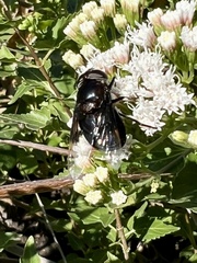 Copestylum violaceum