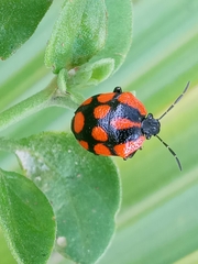 Stiretrus decastigmus