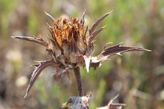 Carthamus caeruleus