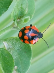 Stiretrus decastigmus