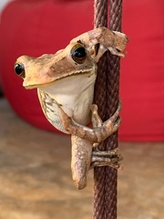 Polypedates cruciger