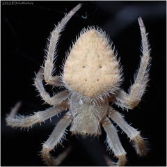 Eriophora edax