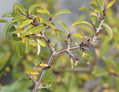 Rhamnus saxatilis