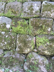 Lemmaphyllum microphyllum