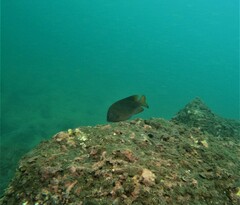 Stegastes flavilatus