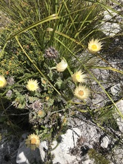 Syncarpha speciosissima