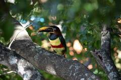 Pteroglossus castanotis