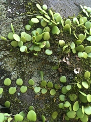 Lemmaphyllum microphyllum
