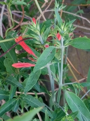 Dicliptera squarrosa