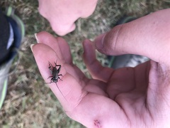 Gryllus pennsylvanicus