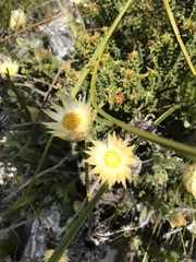 Syncarpha speciosissima