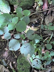 Plectranthus ciliatus