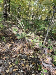 Actaea