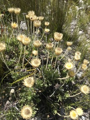 Syncarpha speciosissima