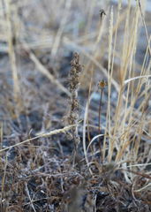 Castilleja victoriae