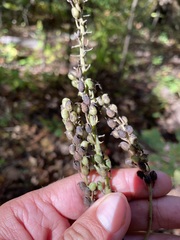 Actaea